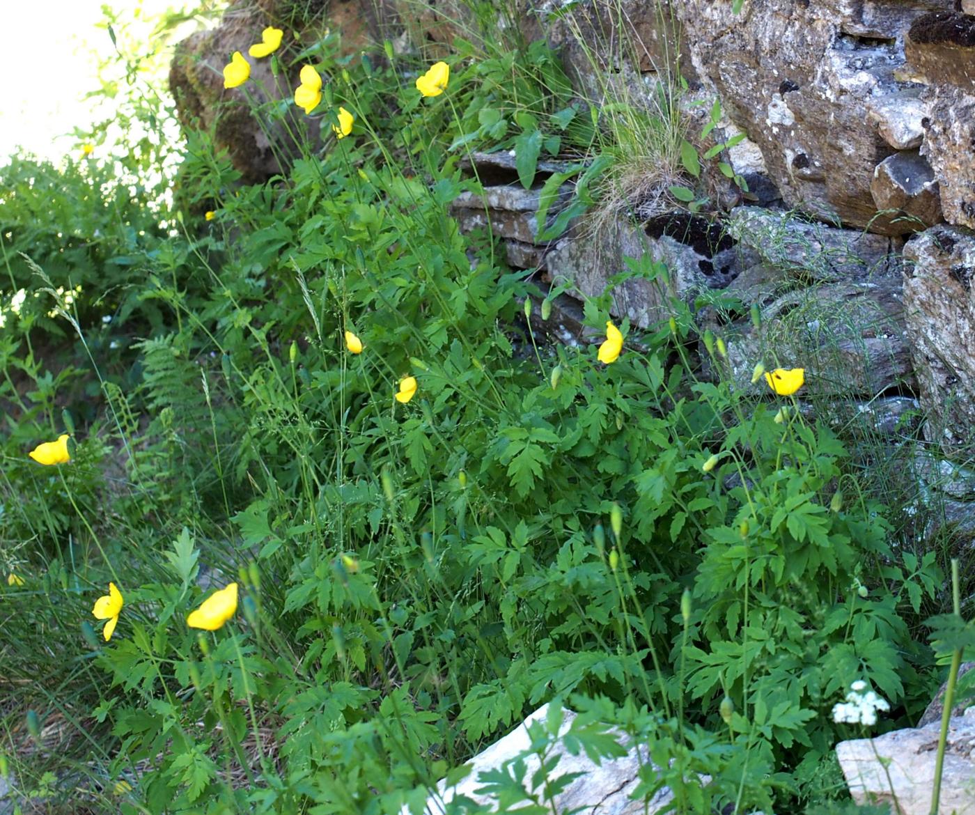 Poppy, Welsh plant